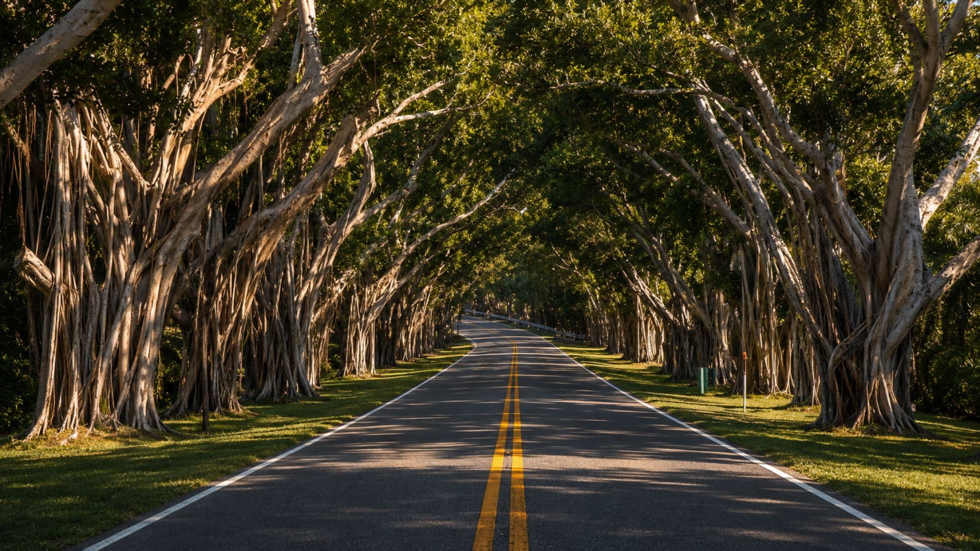 The banyan tree canopy over Bridge Road, Hobe Sound